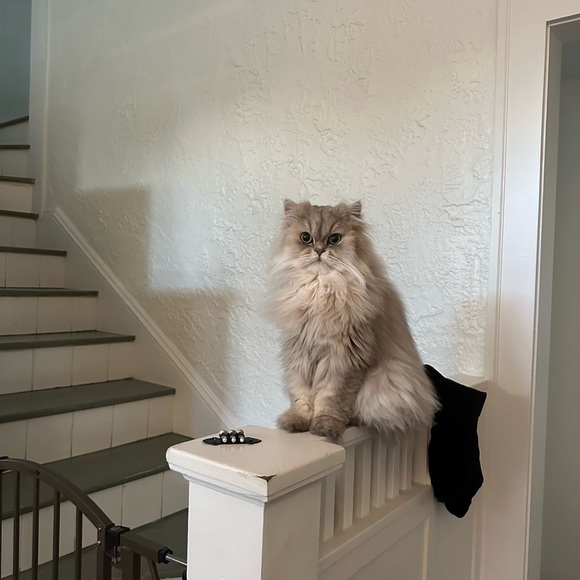 Meet your Posher, Monica - Picture 1 of 1